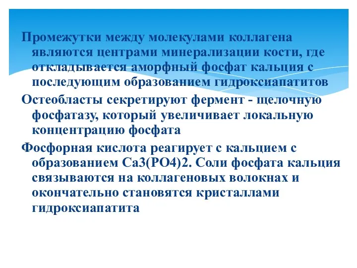 Промежутки между молекулами коллагена являются центрами минерализации кости, где откладывается