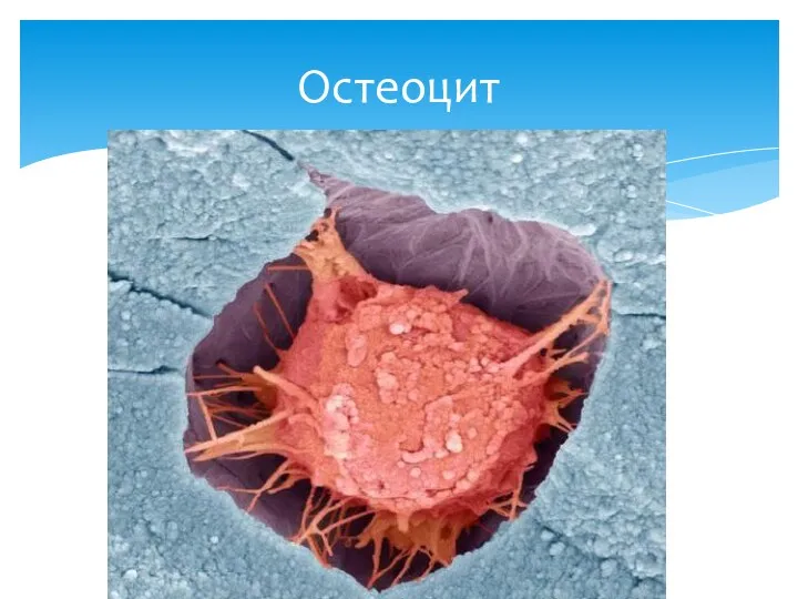 Остеоцит