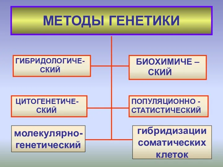 МЕТОДЫ ГЕНЕТИКИ ГИБРИДОЛОГИЧЕ- СКИЙ ЦИТОГЕНЕТИЧЕ- СКИЙ БИОХИМИЧЕ – СКИЙ ПОПУЛЯЦИОННО - СТАТИСТИЧЕСКИЙ молекулярно-