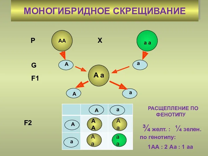 МОНОГИБРИДНОЕ СКРЕЩИВАНИЕ P AA a a A a G F1 X A a