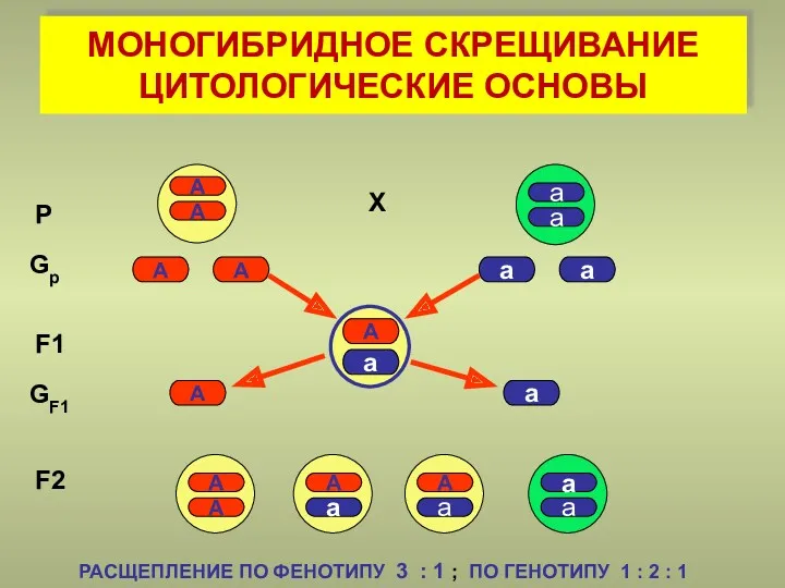 МОНОГИБРИДНОЕ СКРЕЩИВАНИЕ ЦИТОЛОГИЧЕСКИЕ ОСНОВЫ P Gр F1 X F2 А А а а