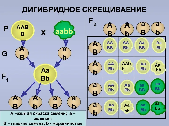 ДИГИБРИДНОЕ СКРЕЩИВАЕНИЕ ААВВ ааbb Х Р АВ AB аb Ab