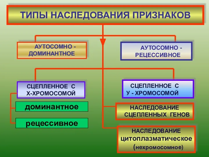 ТИПЫ НАСЛЕДОВАНИЯ ПРИЗНАКОВ АУТОСОМНО - ДОМИНАНТНОЕ АУТОСОМНО - РЕЦЕССИВНОЕ СЦЕПЛЕННОЕ