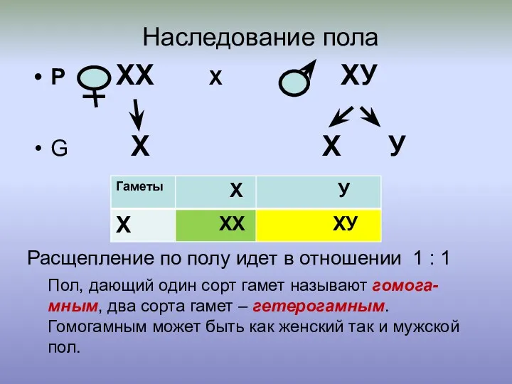 Наследование пола Р ХХ Х ХУ G Х Х У Расщепление по полу