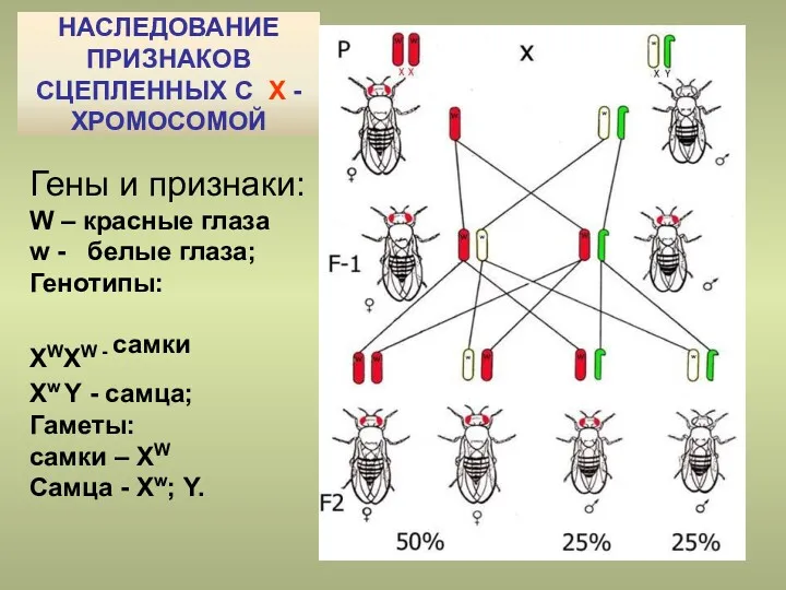 НАСЛЕДОВАНИЕ ПРИЗНАКОВ СЦЕПЛЕННЫХ С Х - ХРОМОСОМОЙ Гены и признаки: