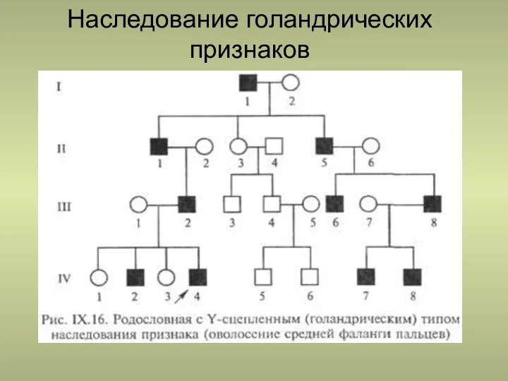 Наследование голандрических признаков