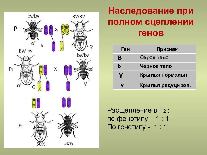 Наследование при полном сцеплении генов Расщепление в F2 : по