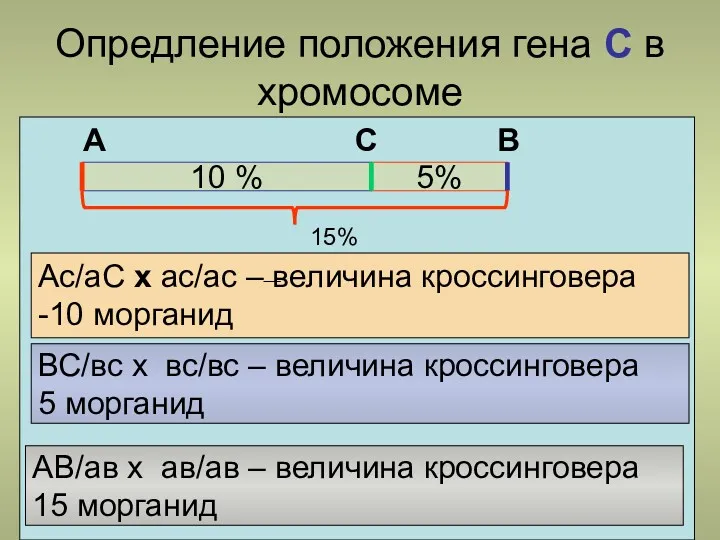 Опредление положения гена С в хромосоме 10 % 5% А