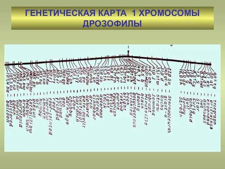 ГЕНЕТИЧЕСКАЯ КАРТА 1 ХРОМОСОМЫ ДРОЗОФИЛЫ