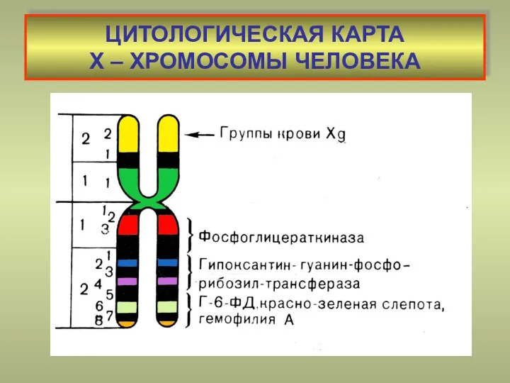 ЦИТОЛОГИЧЕСКАЯ КАРТА Х – ХРОМОСОМЫ ЧЕЛОВЕКА