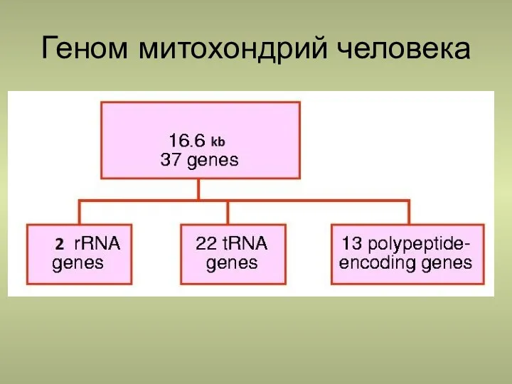 Геном митохондрий человека