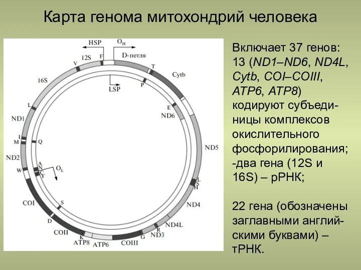 Карта генома митохондрий человека Включает 37 генов: 13 (ND1–ND6, ND4L, Cytb, COI–COIII, ATP6,