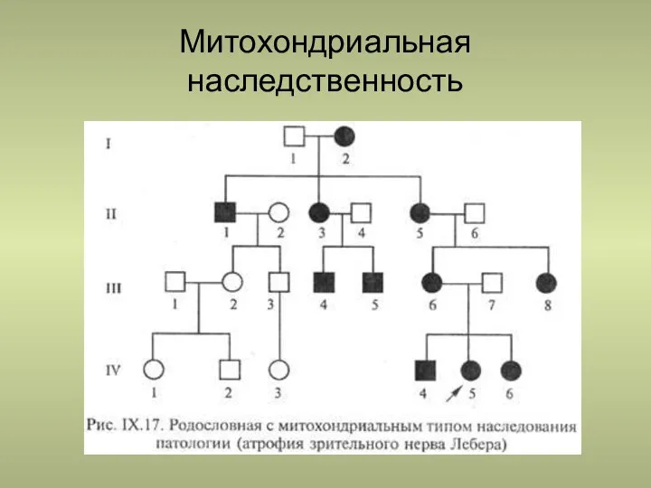 Митохондриальная наследственность