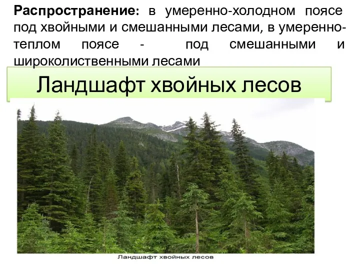 Ландшафт хвойных лесов Распространение: в умеренно-холодном поясе под хвойными и
