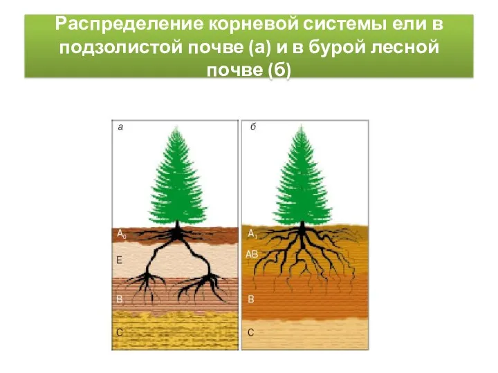 Распределение корневой системы ели в подзолистой почве (а) и в бурой лесной почве (б)