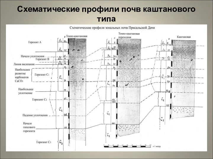 Схематические профили почв каштанового типа