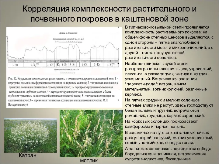 Корреляция комплексности растительного и почвенного покровов в каштановой зоне В