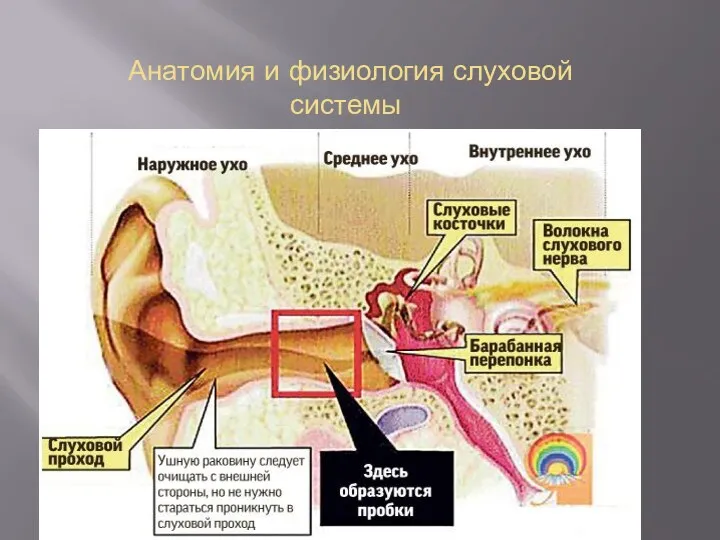 Анатомия и физиология слуховой системы