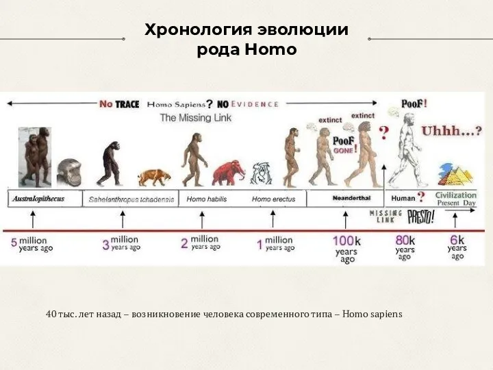 Хронология эволюции рода Homo 40 тыс. лет назад – возникновение человека современного типа – Homo sapiens