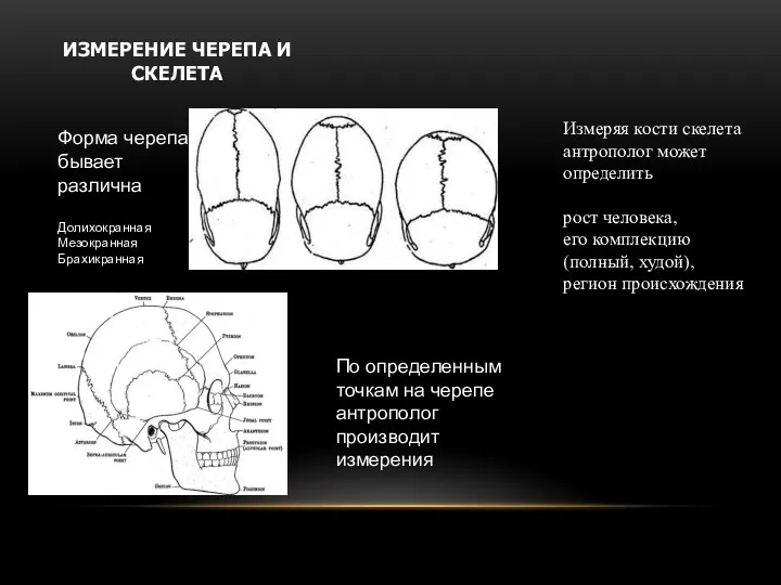 ИЗМЕРЕНИЕ ЧЕРЕПА И СКЕЛЕТА Форма черепа бывает различна Долихокранная Мезокранная