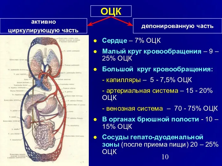 ОЦК активно циркулирующую часть депонированную часть Сердце – 7% ОЦК