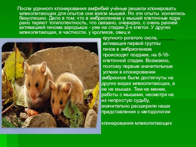 После удачного клонирования амфибий учёные решили клонировать млекопитающих для опытов они взяли мышей.