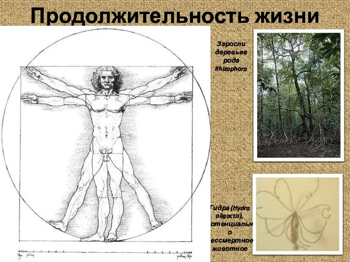 Продолжительность жизни Максимальная продолжительность жизни — согласно классическому определению, максимальная