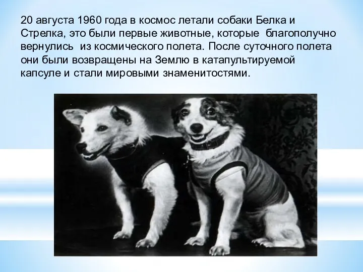 20 августа 1960 года в космос летали собаки Белка и