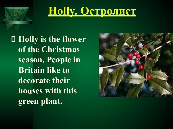 Holly. Остролист Holly is the flower of the Christmas season.