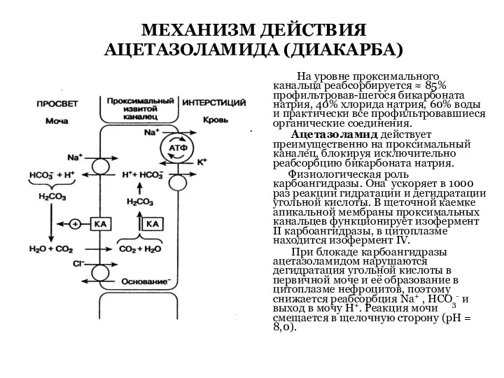 МЕХАНИЗМ ДЕЙСТВИЯ АЦЕТАЗОЛАМИДА (ДИАКАРБА) На уровне проксимального канальца реабсорбируется ≈