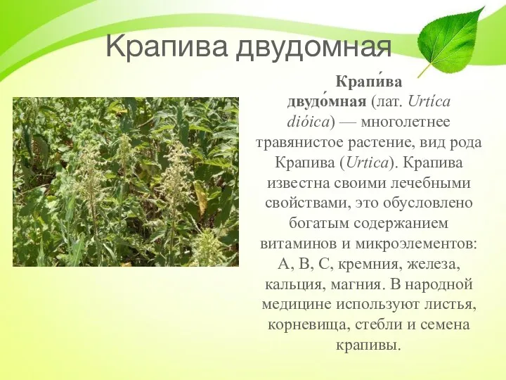 Крапива двудомная Крапи́ва двудо́мная (лат. Urtíca dióica) — многолетнее травянистое растение, вид рода
