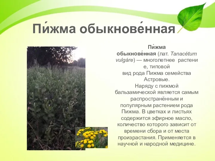 Пи́жма обыкнове́нная (лат. Tanacétum vulgáre) — многолетнее растение, типовой вид рода Пижма семейства