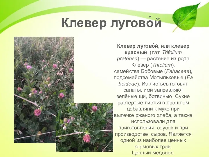 Клевер лугово́й Клевер лугово́й, или клевер красный (лат. Trifolium praténse) — растение из