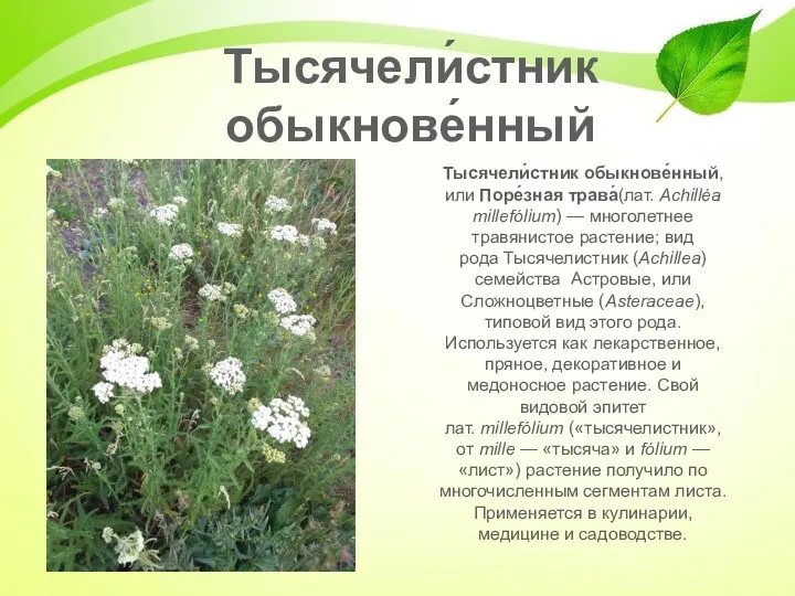 Тысячели́стник обыкнове́нный, или Поре́зная трава́(лат. Achilléa millefólium) — многолетнее травянистое растение; вид рода