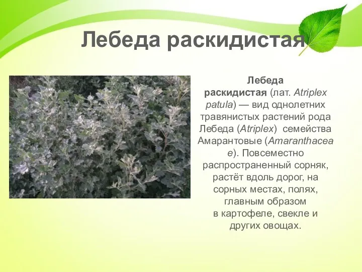 Лебеда раскидистая (лат. Atriplex patula) — вид однолетних травянистых растений рода Лебеда (Atriplex)