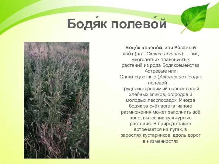 Бодя́к полево́й, или Ро́зовый осо́т (лат. Cirsium arvense) — вид многолетних травянистых растений