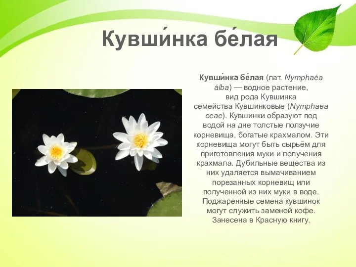 Кувши́нка бе́лая Кувши́нка бе́лая (лат. Nymphaéa álba) — водное растение, вид рода Кувшинка