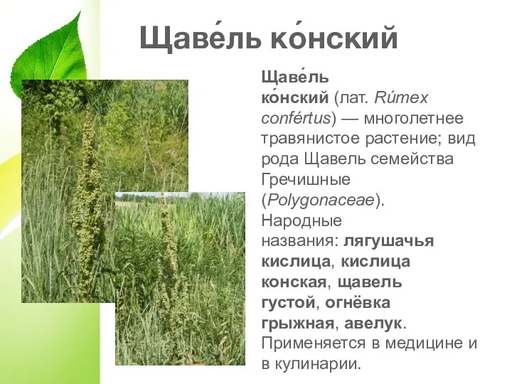 Щаве́ль ко́нский Щаве́ль ко́нский (лат. Rúmex confértus) — многолетнее травянистое