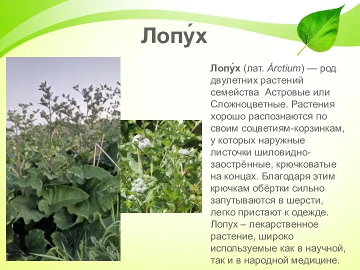 Лопу́х Лопу́х (лат. Árctium) — род двулетних растений семейства Астровые или Сложноцветные. Растения