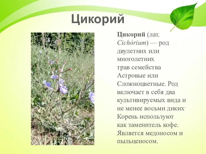 Цикорий Цикорий (лат. Cichórium) — род двулетних или многолетних трав