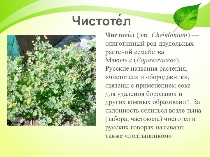 Чистоте́л Чистоте́л (лат. Chelidonium) — олиготипный род двудольных растений семейства