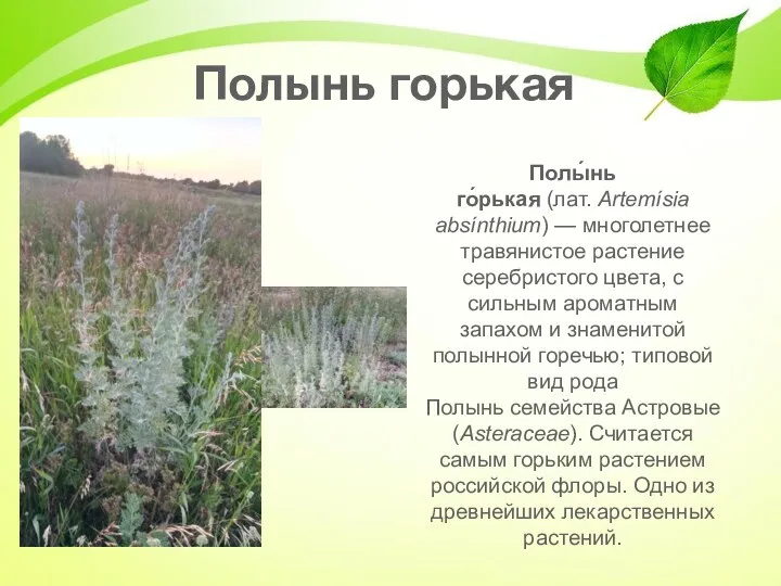 Полынь горькая Полы́нь го́рькая (лат. Artemísia absínthium) — многолетнее травянистое растение серебристого цвета,