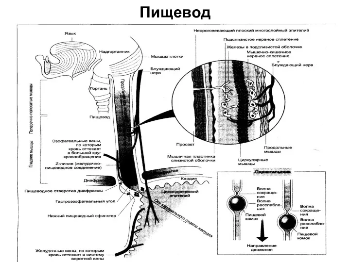 Пищевод