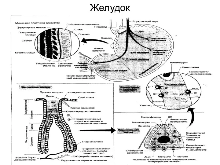 Желудок