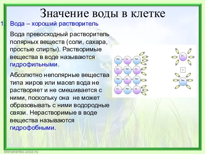 Значение воды в клетке Вода – хороший растворитель Вода превосходный