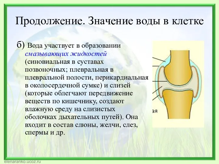 Продолжение. Значение воды в клетке б) Вода участвует в образовании