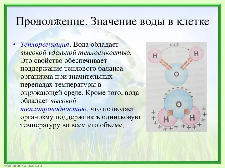 Продолжение. Значение воды в клетке Теплорегуляция. Вода обладает высокой удельной