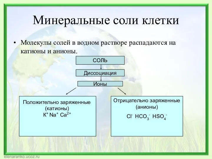 Минеральные соли клетки Молекулы солей в водном растворе распадаются на