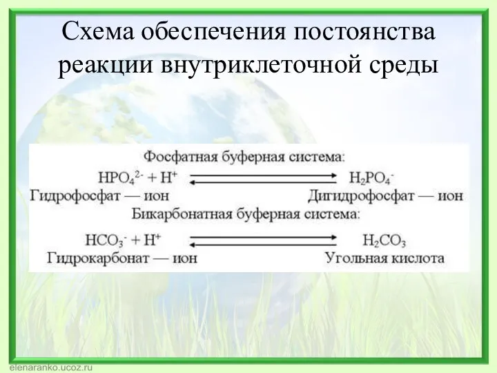 Схема обеспечения постоянства реакции внутриклеточной среды