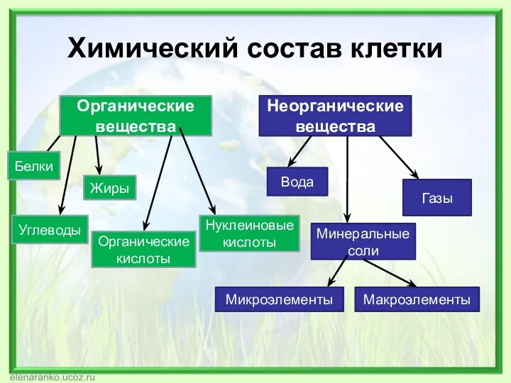 Химический состав клетки Органические вещества Неорганические вещества Белки Углеводы Жиры